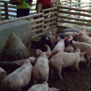 Pig-House-Feature-Pic3